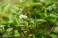 White strawberry flowers (Fragaria Vesca) in the garden. Strawberry blossoms Royalty Free Stock Photo