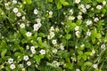 White strawberry flowers. Fragaria viridis. Strawberries growing in a meadow in the grass in the wild Royalty Free Stock Photo