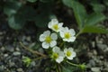 White strawberry flowers in the garden. Strawberry blossoms. Blooming strawberries in the vegetable garden close-up Royalty Free Stock Photo