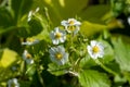 White strawberry flowers in the garden. Strawberry blossoms. Growing strawberries. Blooming strawberries in the Royalty Free Stock Photo