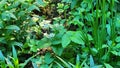 White strawberry flowers in the garden. Strawberry blossoms. Growing strawberries. Blooming strawberries in the Royalty Free Stock Photo