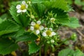 white strawberry flowers on a green background Royalty Free Stock Photo