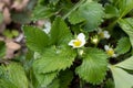 White strawberry flowers with green leaves summer