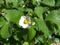 White strawberry flowers with green leaves in summer with dewdrops Royalty Free Stock Photo