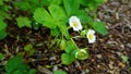 White strawberry flowers with green leaves and unripe berries in the morning sun on soil background. Royalty Free Stock Photo