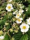 White strawberry flowers in spring Royalty Free Stock Photo