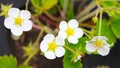 White strawberry flowers in spring Royalty Free Stock Photo