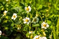 Blooming strawberries. White strawberry flowers. Strawberry bush.Strawberries in the garden. Selective focus Royalty Free Stock Photo