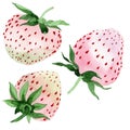White strawberry fruit in a watercolor style isolated.
