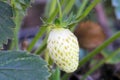 White Strawberry Solo on Vine 01 Royalty Free Stock Photo