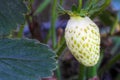 White Strawberry Solo on Vine 04 Royalty Free Stock Photo