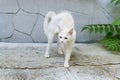 A white stray cat feels threatened and makes a hunchback. Cat rounded defending Royalty Free Stock Photo