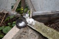 White stray cat and her young kitten sitting in a yard on a pile of rubble. Close up shot, day time, no people Royalty Free Stock Photo