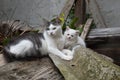 White stray cat and her young kitten sitting in a yard on a pile of rubble. Close up shot, day time, no people Royalty Free Stock Photo