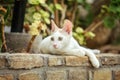 White stray cat resting on pavement curb made of bricks, garden trees and leaves in background