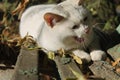 White stray cat yawning on an old park bench among autumn leaves