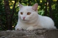 White stray cat with yellow eyes