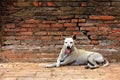 White stray dog resting calm on a red brick wall.