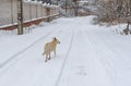 White stray dog running on a winter road searching some food