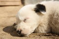 White stray puppy sleeping, closeup. Baby animal Royalty Free Stock Photo