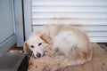 White stray sad dog laying near closed shop dorr