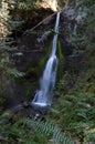 White streams of Marymere Falls, Olympic Peninsula, USA