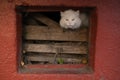 white street cat fear and hiding in the basement