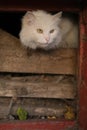 white street cat fear and hiding in the basement