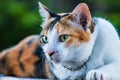 White street cat resting in floor table in garden park close up