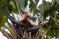 White strelitzia nicolai growing in the nature