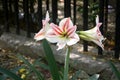 White Striped Barbados lily (Hippeastrum striatum) in a garden : (pix Sanjiv Shukla) Royalty Free Stock Photo