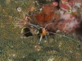 White-striped cleaner shrimp