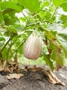 White striped eggplants growing in the garden. Brinjal.