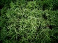 White Striped Green Bamboo Growing on Pots