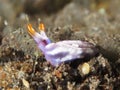 White-striped headshield slug