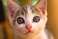 White striped kitten close-up, portrait, focus, mouth, nose, curious, face, hair, blue eyes