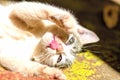 White, striped, kitten, sunlight, floor, focus, little paws, grasp, grab, play, playful, tongue, face, hair, teeth Royalty Free Stock Photo