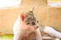 White, striped, kitten, sunlight, floor, lateral, View, focus