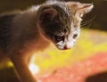 White, striped, kitten, sunlight, on floor, sit, sitting, focus, play, playful, face, hair Royalty Free Stock Photo