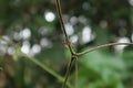 A white striped orange Lynx spider is walking on a hairy vine stem