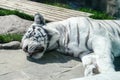 White striped tiger sleeping on the rocky floor