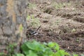 A white striped tiny black bird is on ploughed soil near a tree. Most volatile hopping bird is difficult capture