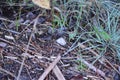 White stripped shell on the ground in the forest