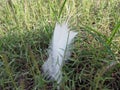 White strok feather in grass