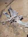 White stump, A piece of grey river driftwood on a sandy beach in Ukraine