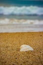 White Style Sea Shells On The Beach Sand. Beach Sand Stock Images