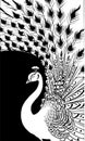 white stylized contour drawing of a peacock on a black background, monochrome graphics