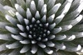 White Succulent Center Royalty Free Stock Photo