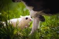 White sugar glider, Petaurus breviceps, on grass Royalty Free Stock Photo