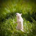 White sugar glider, Petaurus breviceps, on grass Royalty Free Stock Photo